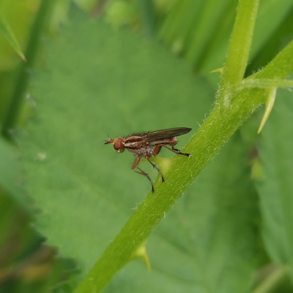 Marsh Flies from Temuco, Araucanía, Chile on November 20, 2020 at 0643