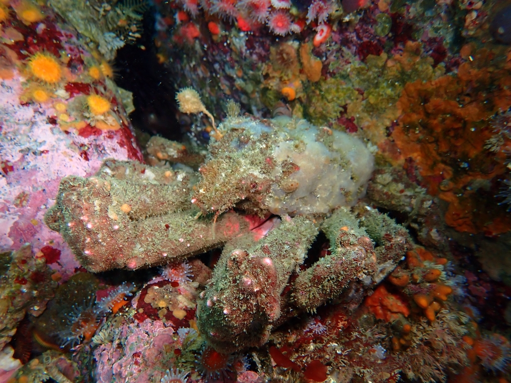 Moss Crab (Gwaii Haanas Kelp Forest & Rocky Reef Project (a MLNEP guide
