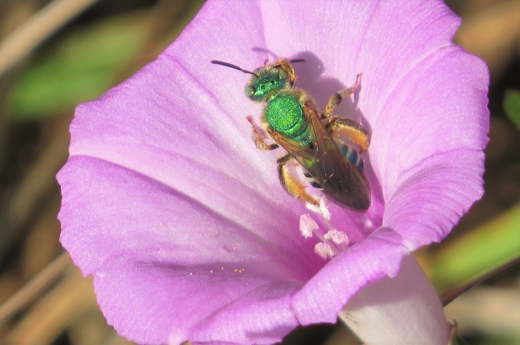 Brownwinged Striped Sweat Bee from Telegraph Creek Preserve, Alva, FL 33920, USA on November 29