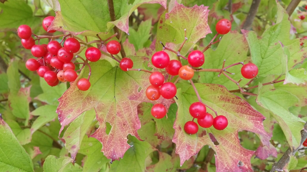 American Highbush Cranberry (Edible Native Plants of New England