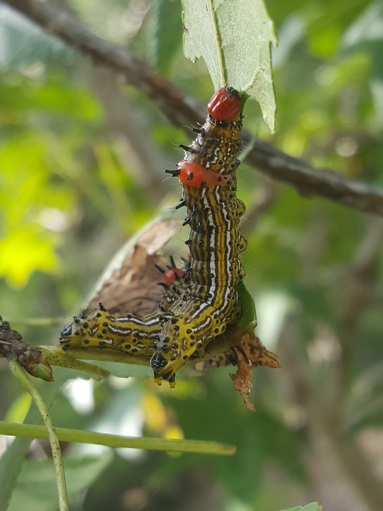 Redhumped Caterpillar Moth (Caterpillars of Ontario) · iNaturalist