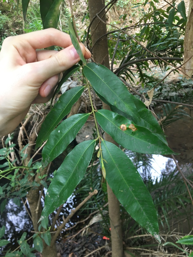 weeping lilli pilli from Parramatta South, New South Wales, Australia