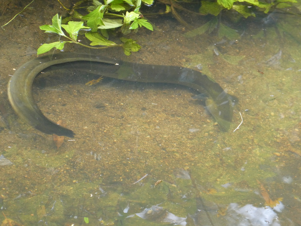 Shortfinned Eel from Brisbane QLD, Australia on December 04, 2020 at