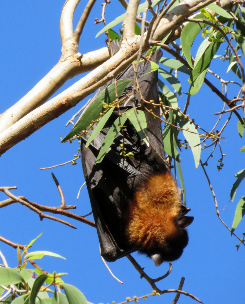 Black Flying Fox from Nitmiluk NT 0852, Australia on June 02, 2019 at