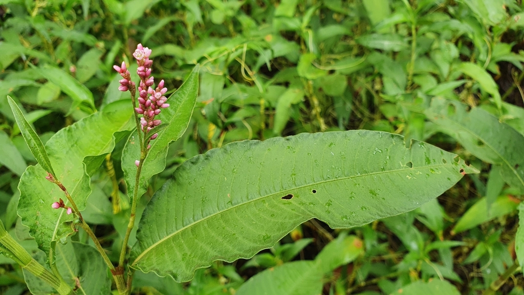 Tall Knotweed (Threatened Plants of Logan) · iNaturalist