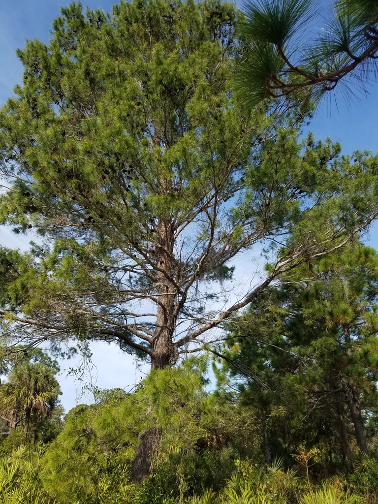 sand pine from Lakewood Estates, St. Petersburg, FL, USA on December 13