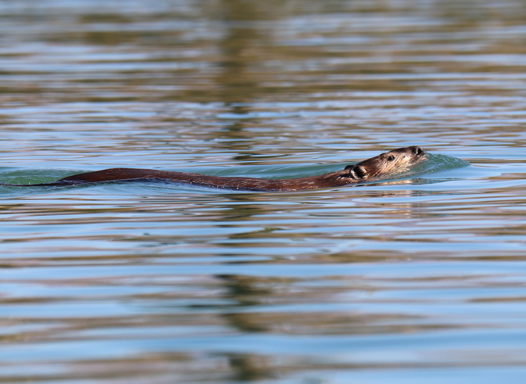 American Beaver from Lake Havasu, Mohave County, AZ, USA on December 20