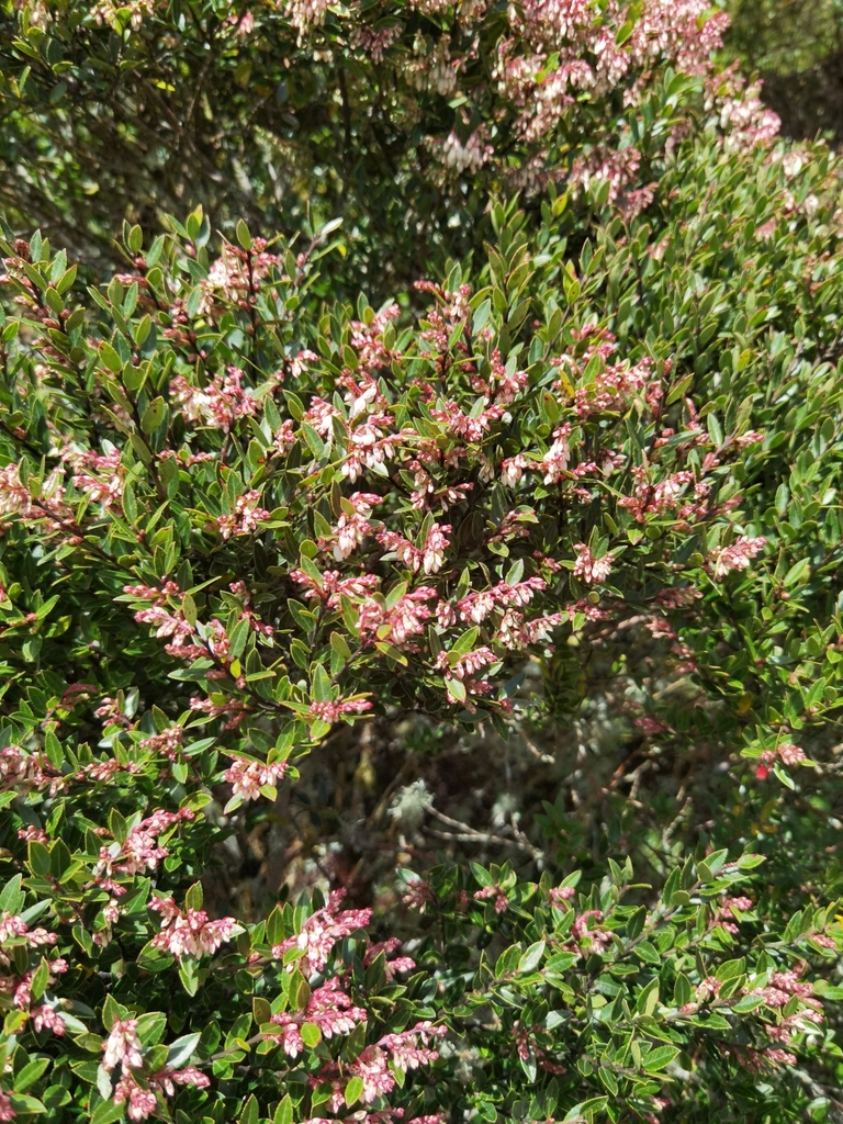 Costa Rican blueberry from Dota, CRSJ, CR on December 26, 2020 at 10