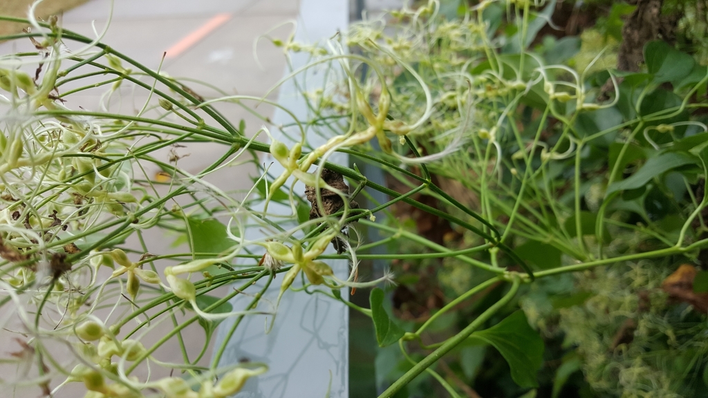 autumn clematis (Invasive Plants of Maryland) · iNaturalist