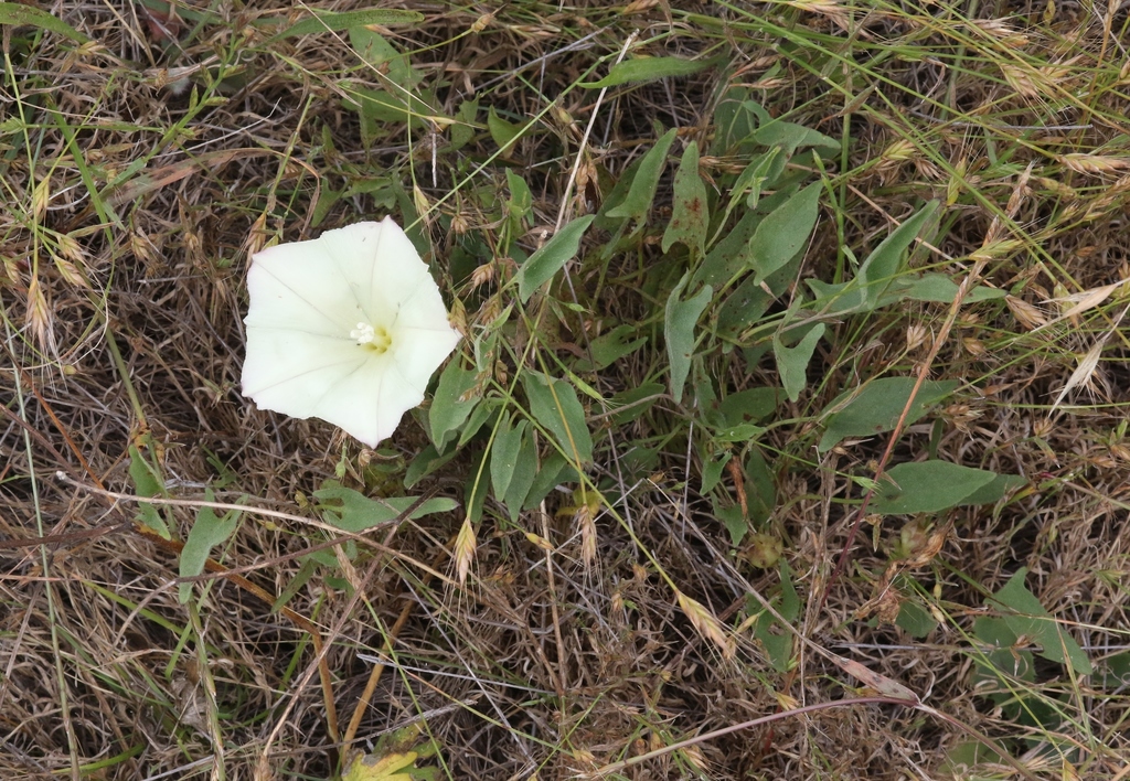 Cambria MorningGlory in June 2019 by James Bailey · iNaturalist