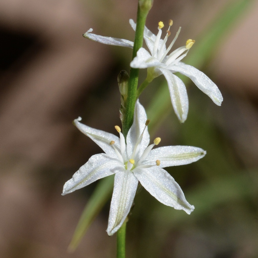Pale Grass Lily in December 2020 by Sue Tardif · iNaturalist