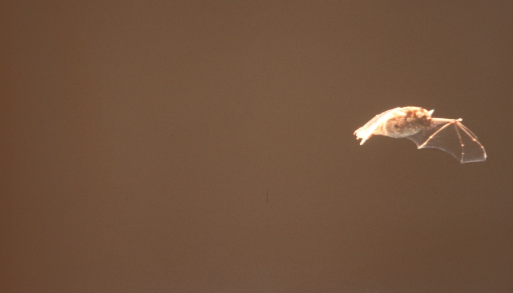 Daubenton's bat from 3930 HamontAchel, Belgium on August 20, 1993 at