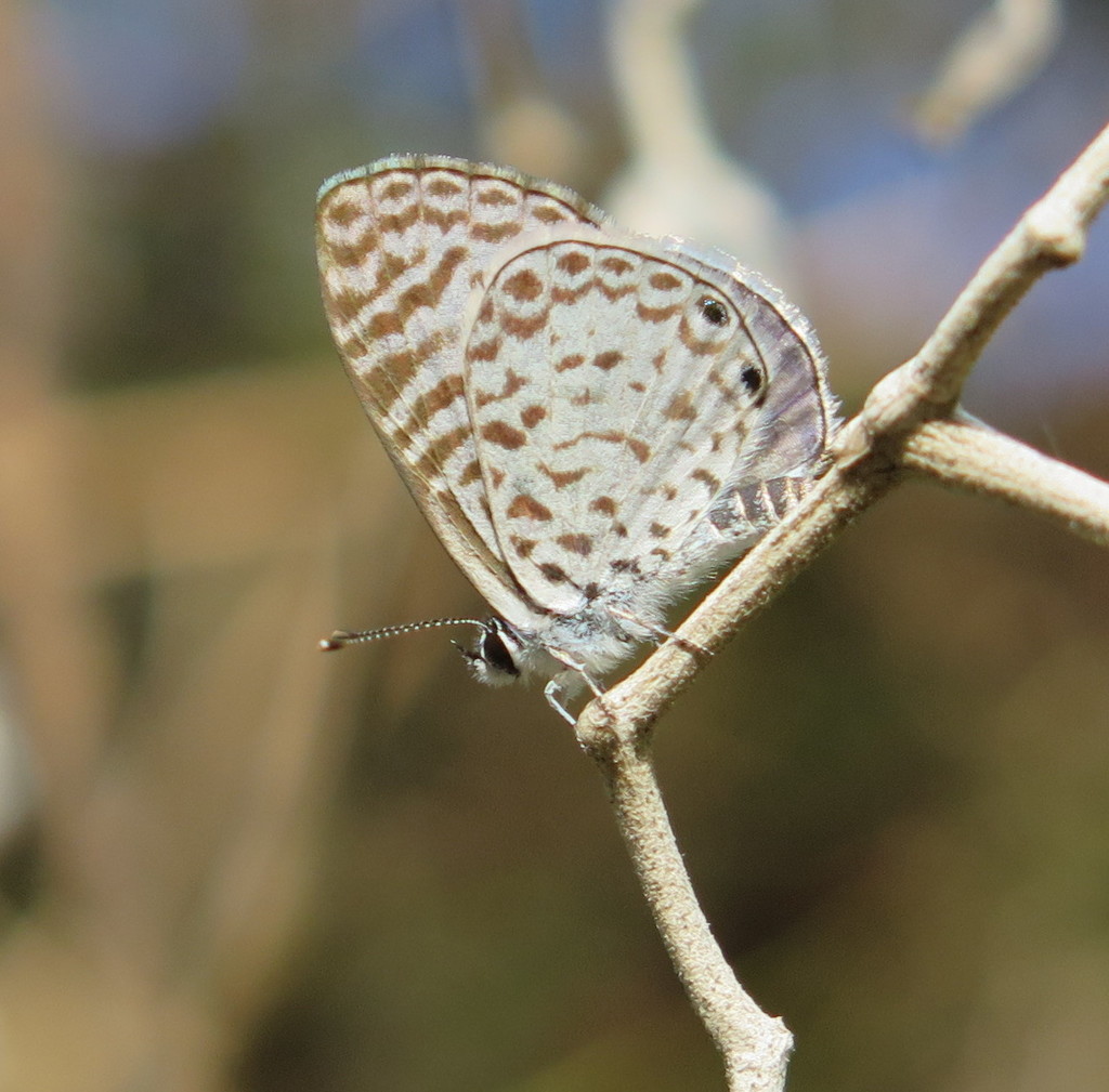 Cassius Blue (Papilionoidea (Butterflies) of St. Johns County