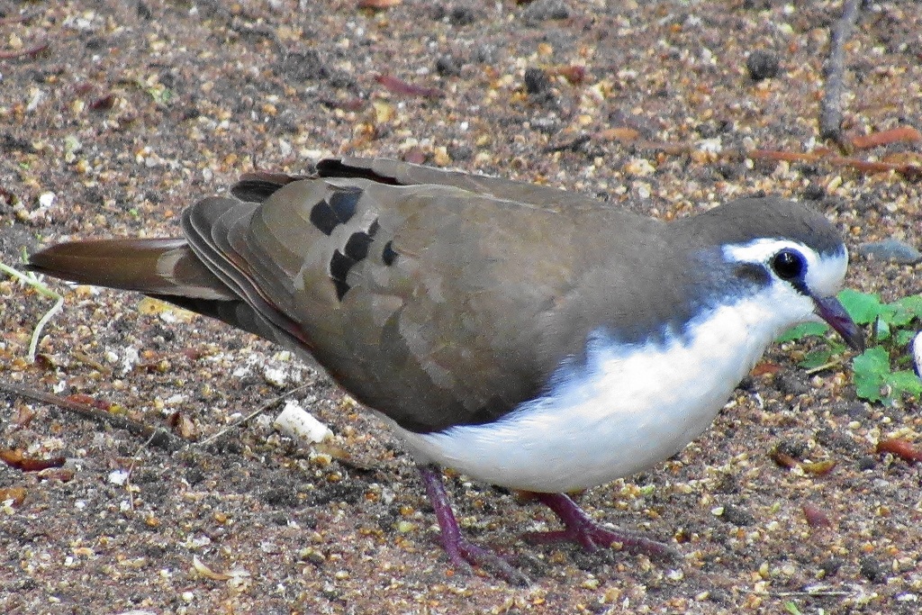 Tambourine Dove (Guide to Birding at RiverBend Lodge) · iNaturalist