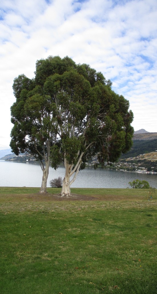 gum trees from Frankton, Queenstown, New Zealand on February 03, 2021