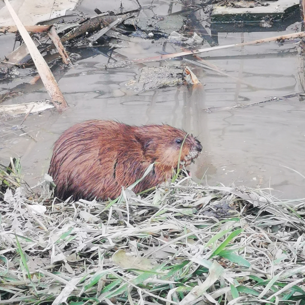 Muskrat from Яблоновский, Республика Адыгея, Россия on February 10