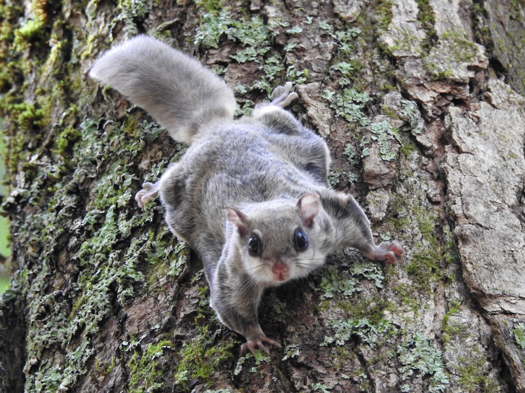 Southern Flying Squirrel (Mammals of Pinery Provincial Park