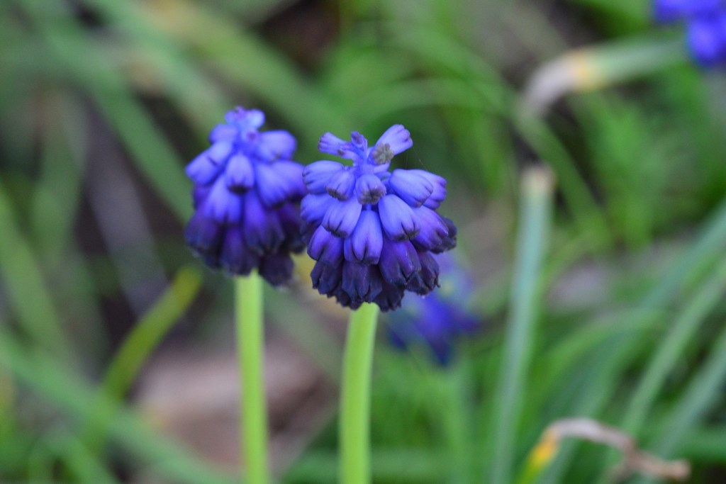 Grape hyacinths (Liliaceae (Lily) of the Pacific Northwest) · iNaturalist