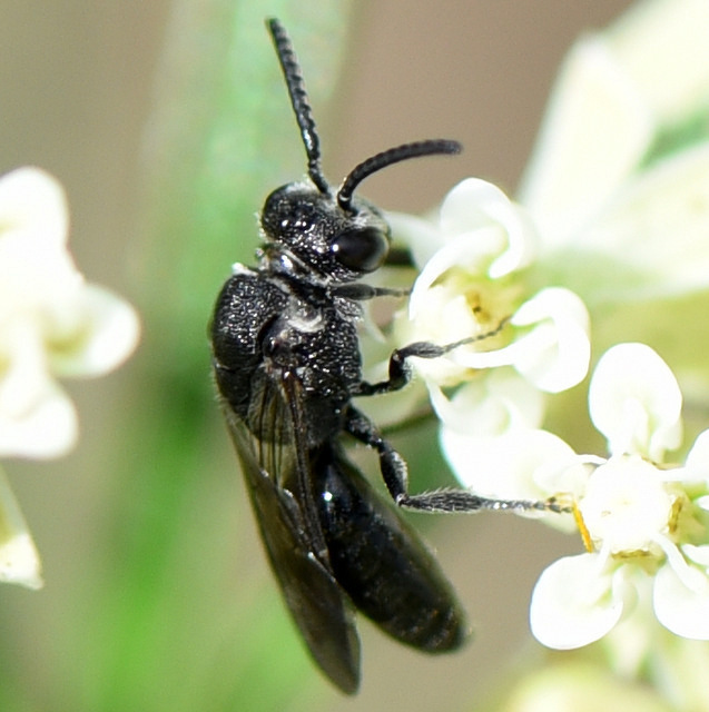 Blood Bees (Bee Families of Southern Utah ) · iNaturalist
