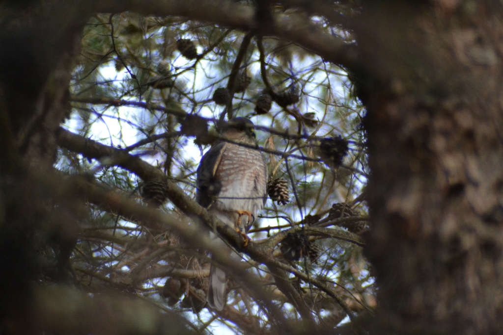 Sharpshinned Hawk from Lake Lonnie, Delran, NJ 08075, USA on December