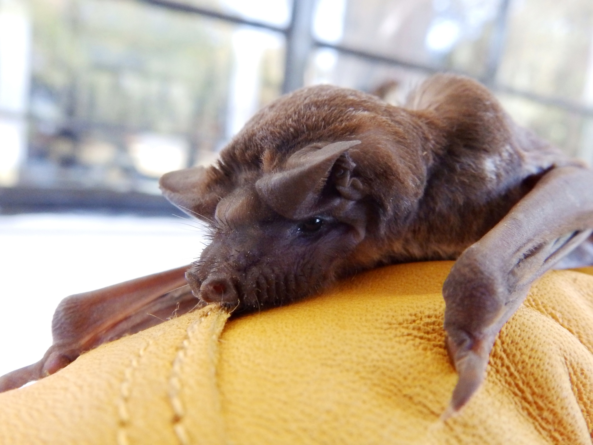 Mops condylurus (A.Smith, 1833)