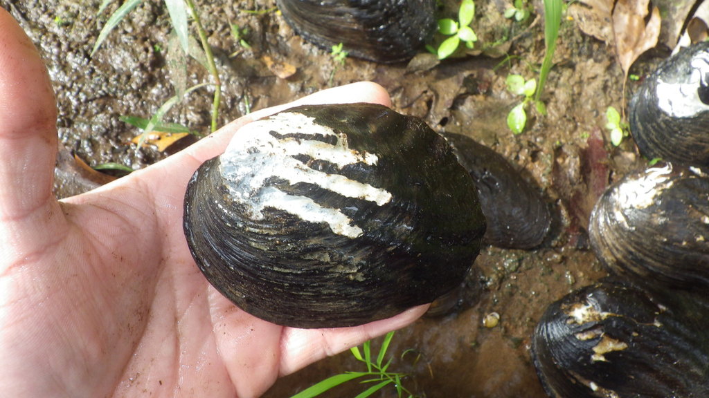 Threeridge (Mussels of the Upper Green River, KY) · iNaturalist