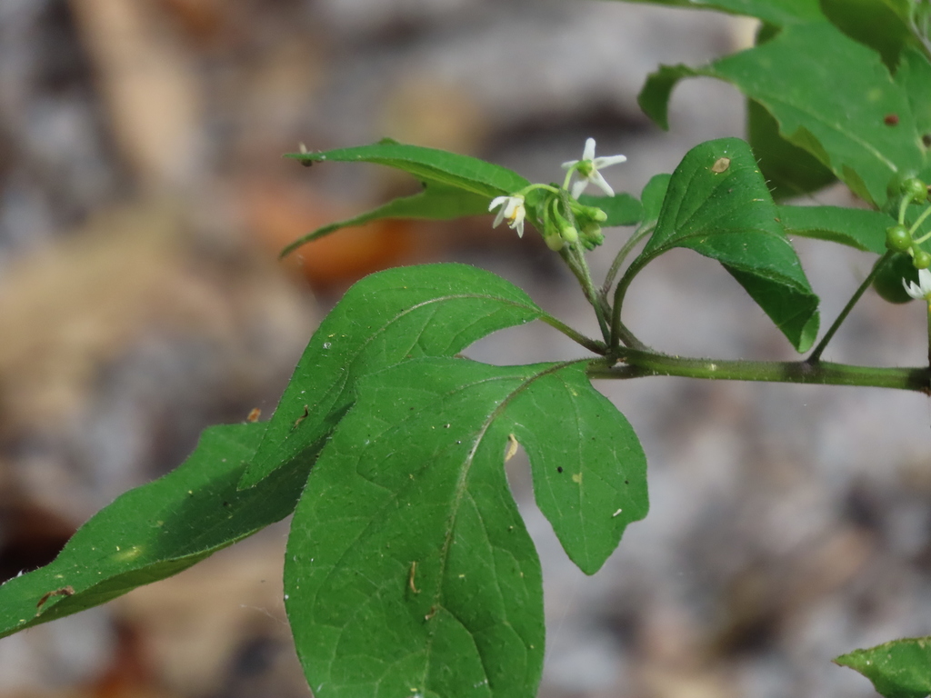 American black nightshade from Daniels Preserve at Spanish Creek, Alva