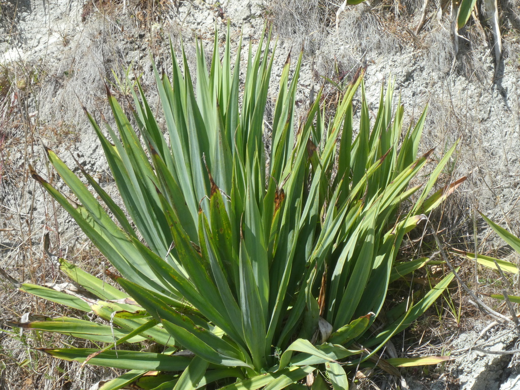 agaves, orchids, irises, and allies from Fyffe Quay, Kaikoura Peninsula