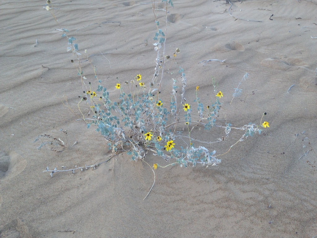 algodones dunes sunflower from Imperial, California, United States on