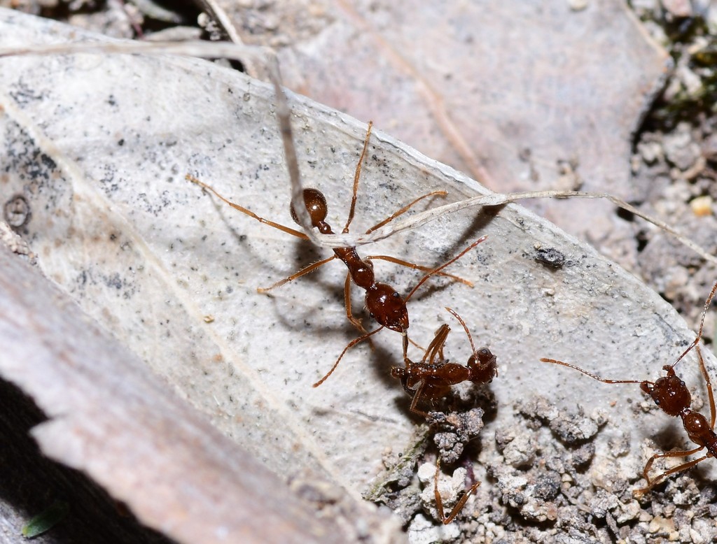 Funnel Ant from Melbourne VIC, Australia on March 04, 2021 at 0948 AM