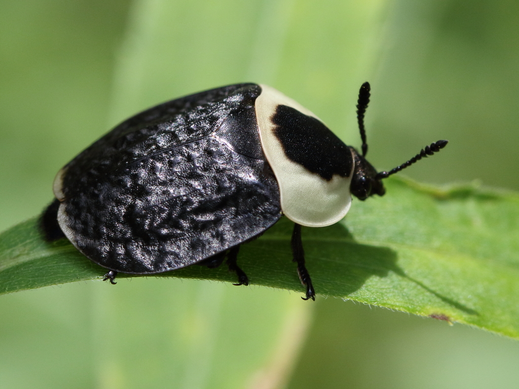 American Carrion Beetle (Coleoptera of Ohio) · iNaturalist