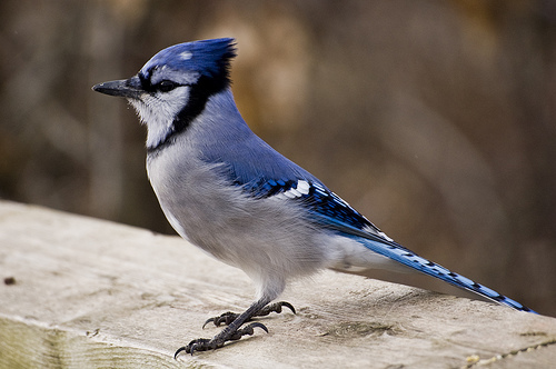 Blue Jays Deutsch