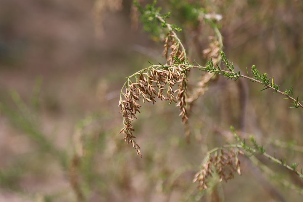 Sifton Bush from Melbourne VIC, Australia on March 07, 2021 at 0227 PM
