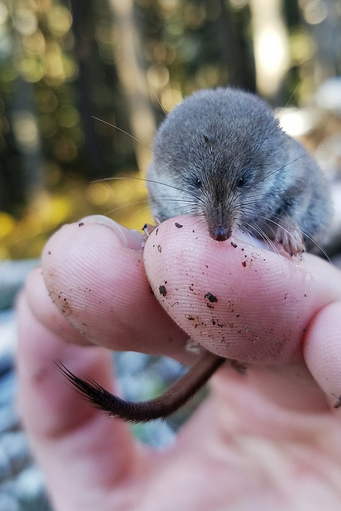 Masked Shrew mammals of the Maine coast ) · iNaturalist