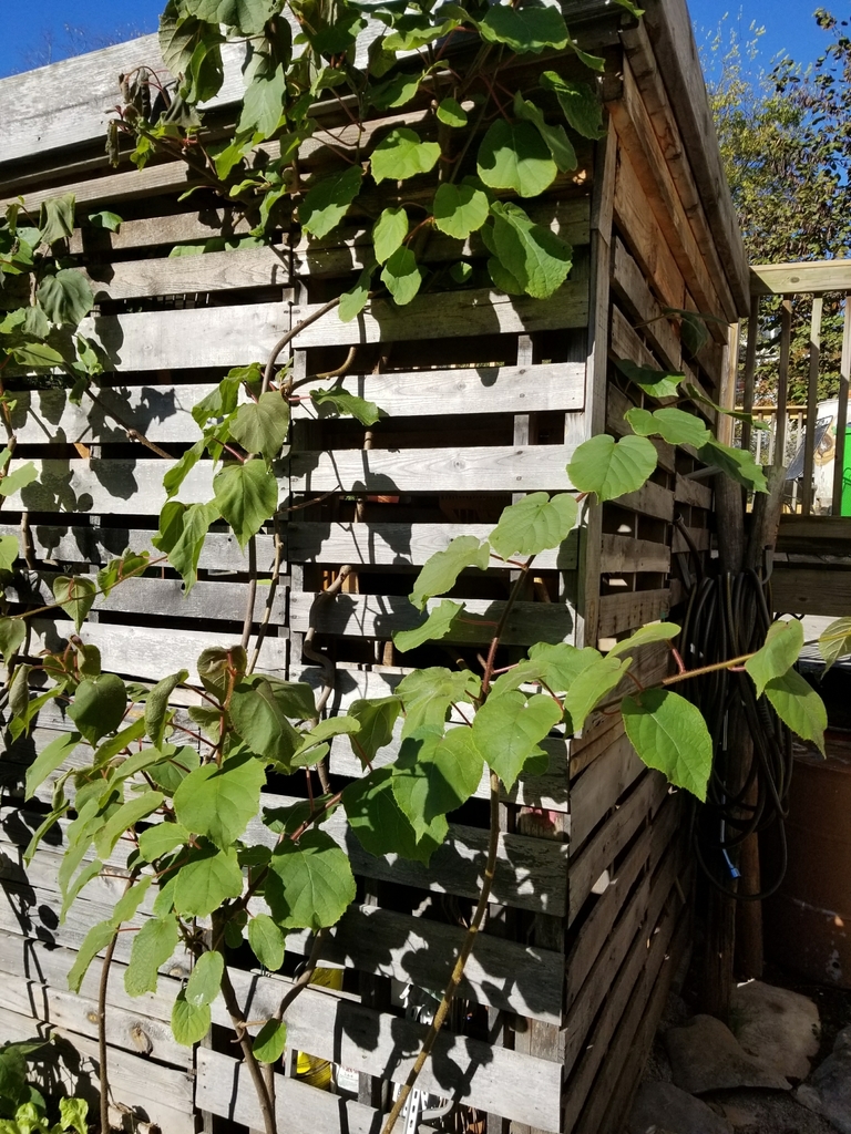 Hardy kiwifruit (Invasive Plants of Maryland) · iNaturalist
