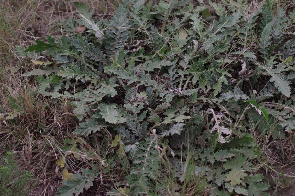 Platycarpha glomerata from Port Alfred to Bathurst via the Southwell Rd and crossing the Kowie