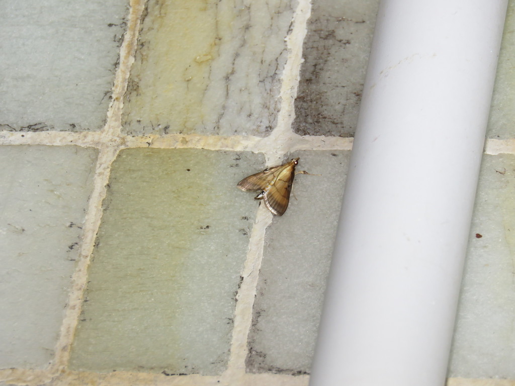 Rice Leafroller from Wah King Hill Road, Hong Kong on November 1, 2017 at 0932 PM by Hoi Ling