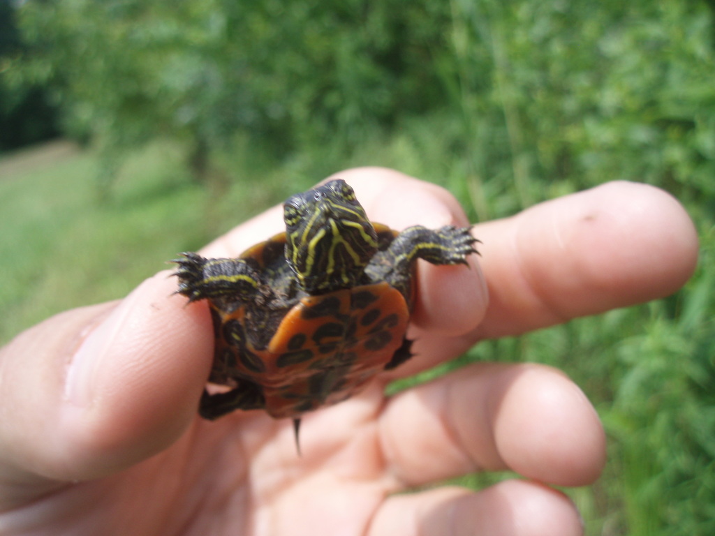 Northern Redbellied Cooter (Fort Mifflin Flora and Fauna) · iNaturalist