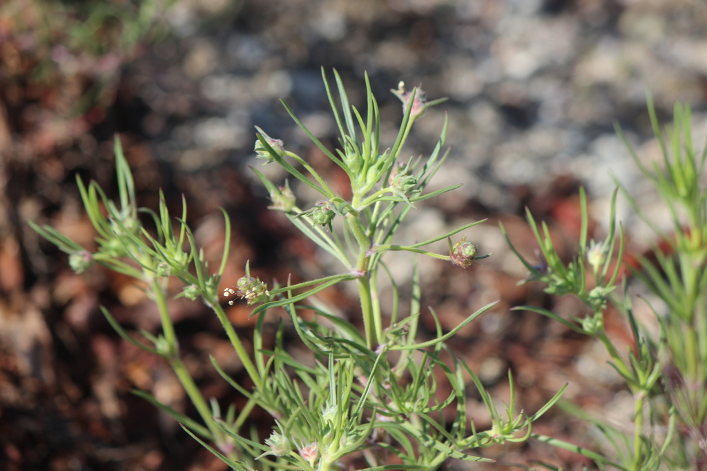 Branched Plantain from 5401 Peck Rd, Arcadia, CA 91006, USA on March 16