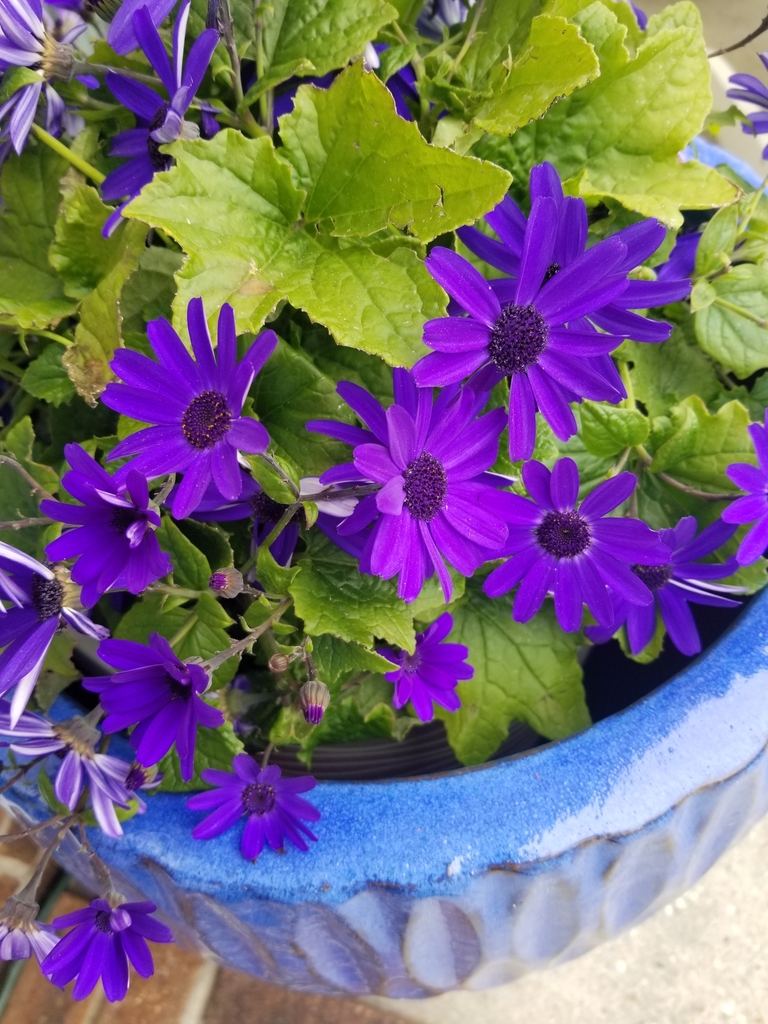 flowering plants from Wilmington, NC 28405, USA on March 17, 2021 at 0259 PM by bbaker17