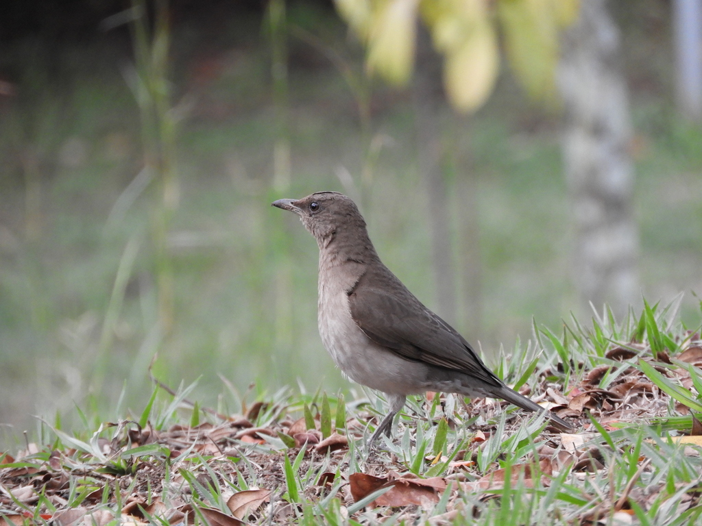 Mayo (Aves de Rionegro, Ant) · NaturaLista Colombia