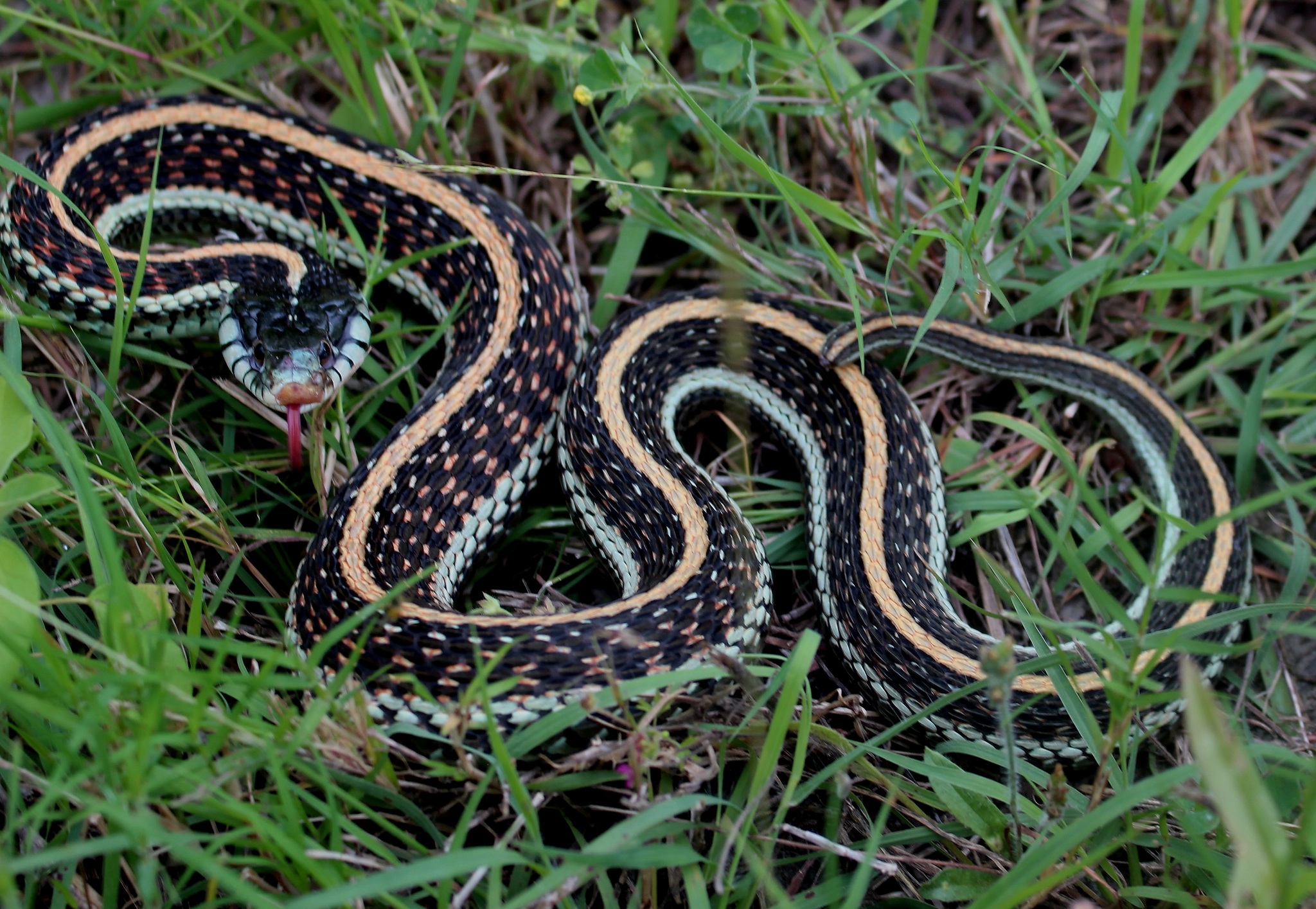 Texas Garden Snakes Huge Garter Snake Youtube This guide was