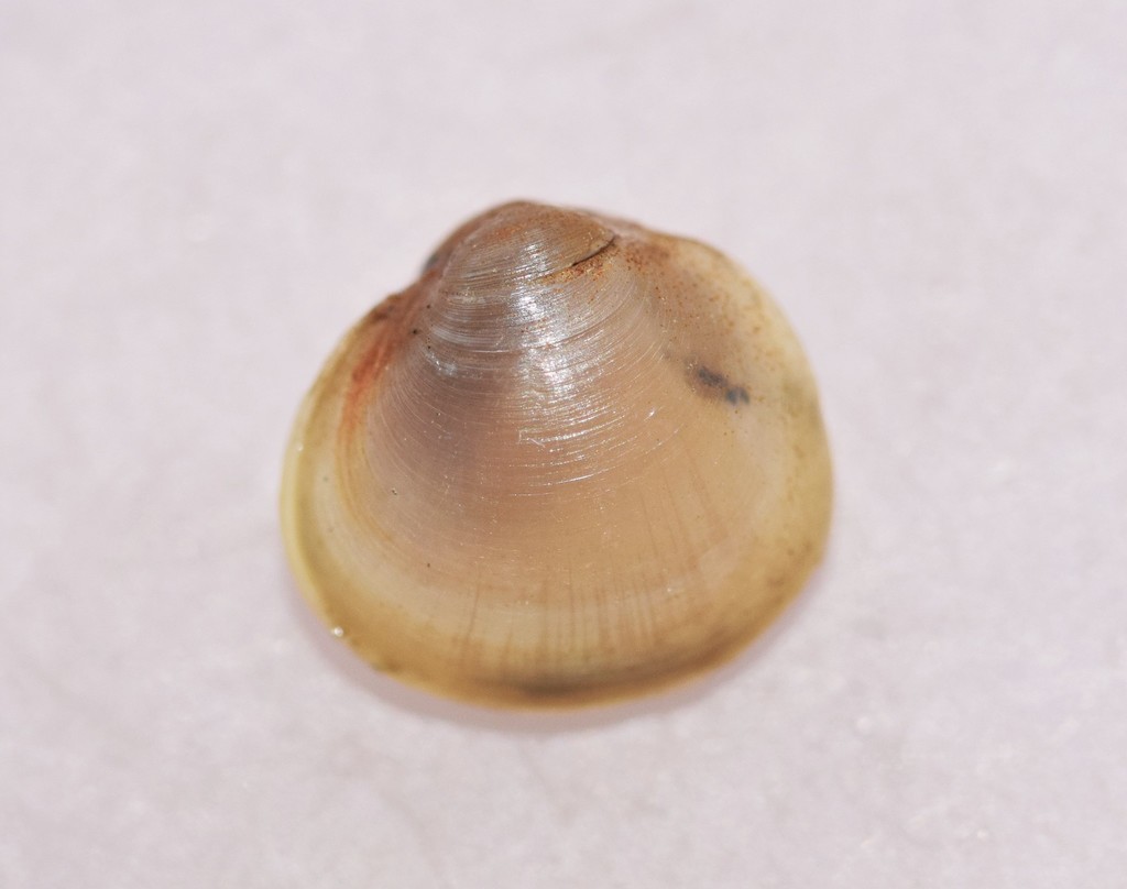 Swamp Fingernail Clam (Mussels and Clams of Alberta) · iNaturalist