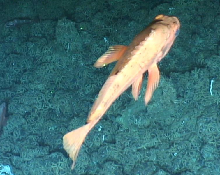 Blackspotted/Rougheye Rockfish (Waterways of BC's Central Coast (a