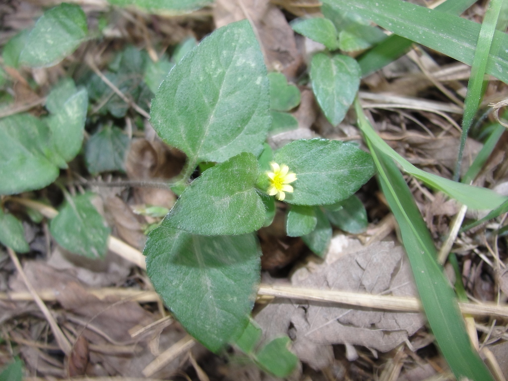 straggler daisy from La Paloma, TX 78586, USA on March 25, 2021 at 06