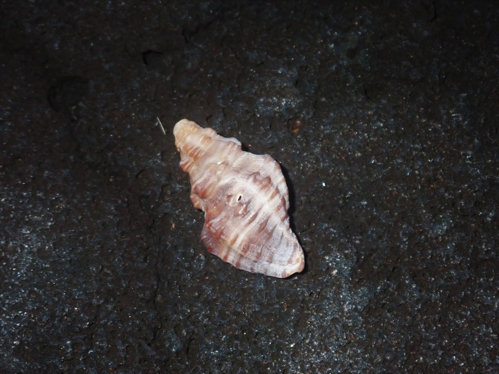 Murex Snails from Queensland, Australia on March 17, 2021 at 0856 AM by Adrian Gale · iNaturalist