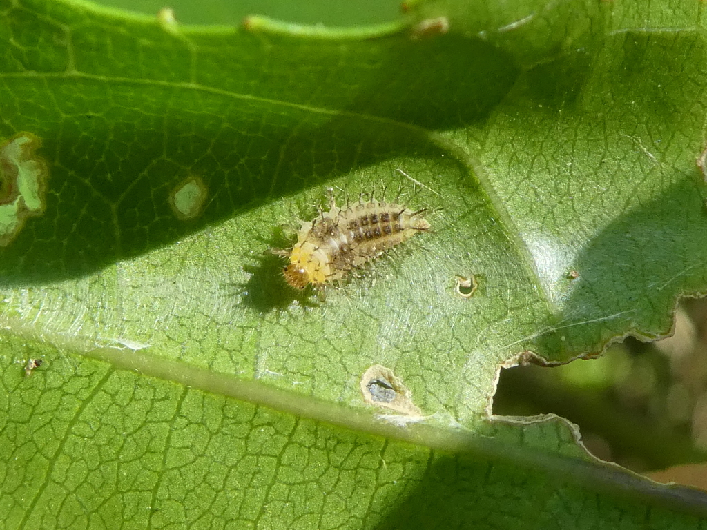 Steelblue Lady Beetle from Greendale Reserve, Otaihanga, Paraparaumu