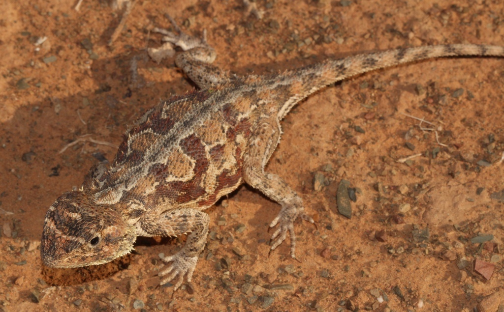 Ground Agama (Lizards and Crocodilians of South Africa (AfriHerps