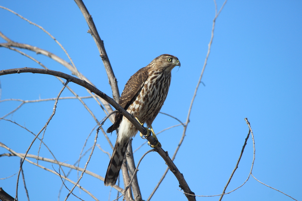 Cooper's Hawk from 5401 Peck Rd, Arcadia, CA 91006, USA on November 11