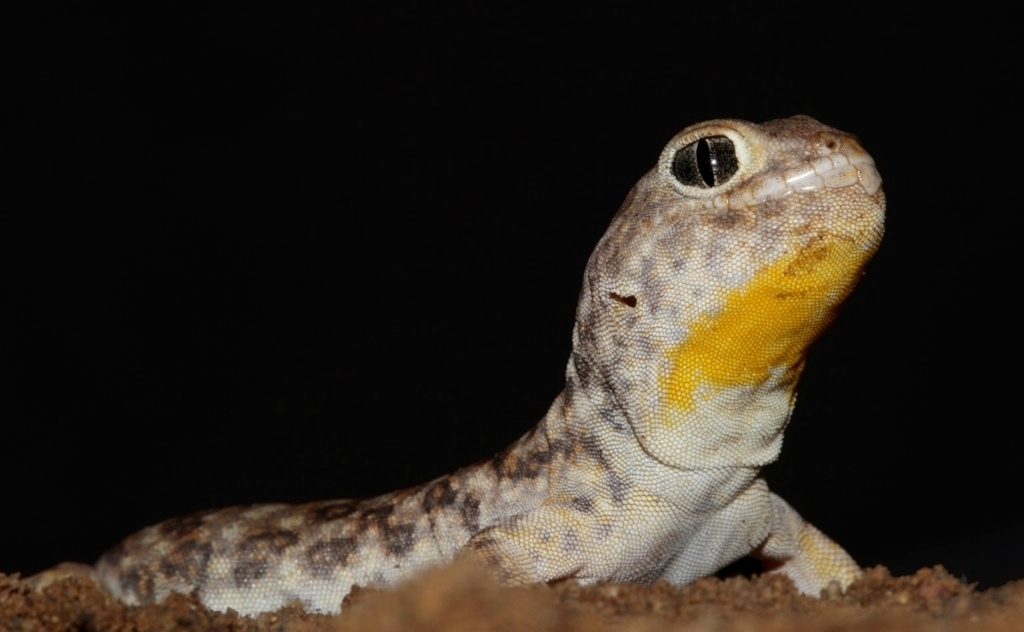 Common Barking Gecko (Reptiles of Botswana) · iNaturalist